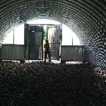 Арочный бескаркасный неутепленный ангар в г. Уфе из металлоконструкций по выгодной цене фото 1